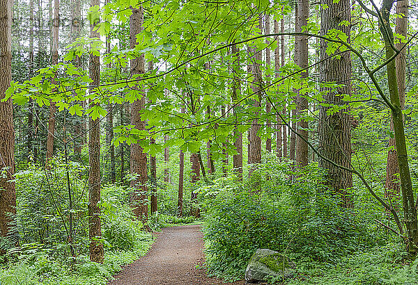 Blick auf einen Feldweg durch den Watershed Forest Trail; Delta  British Columbia  Kanada