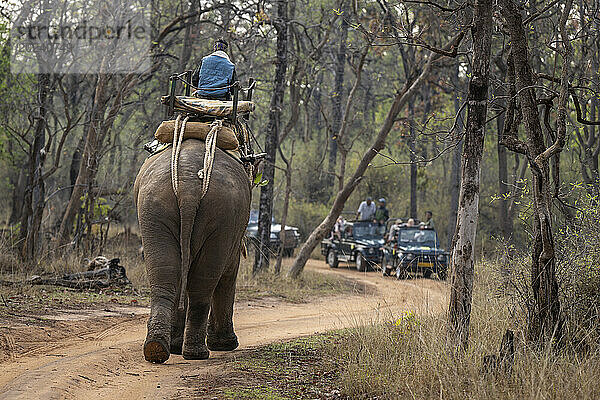 Hauselefant (Elephas maximus indicus) geht im Wald auf Safarifahrzeuge zu; Madhya Pradesh  Indien