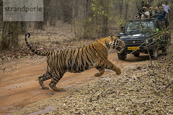 Bengalischer Tiger (Panthera tigris tigris) läuft mit Fotografen über die Strecke in der Nähe eines Fahrzeugs; Madhya Pradesh  Indien