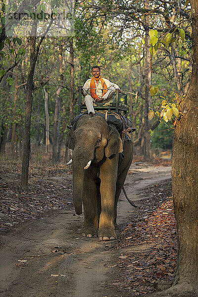 Hauselefant (Elephas maximus indicus) mit Mahout steht auf dem richtigen Weg; Madhya Pradesh  Indien