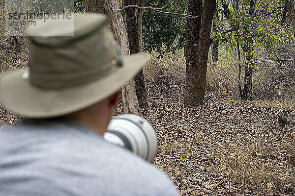 Fotograf mit Kameraständer beobachtet Bengaltiger (Panthera tigris tigris); Madhya Pradesh  Indien