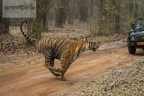 Bengalischer Tiger (Panthera tigris tigris) rennt über die Strecke an einem Fahrzeug vorbei; Madhya Pradesh  Indien