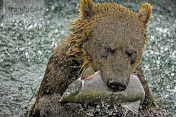 Der Braunbär (Ursus arctos)  auch Grizzly genannt  ernährt sich von Rotlachs  was ein grundlegendes Drama im noch weitgehend intakten Ökosystem Kamtschatkas darstellt. Lachse – Rosa  Kumpel  Rotlachs  Silberlachs  Königslachs und Masu – überschwemmen die Gewässer  in denen sich normalerweise einsame Braunbären zusammendrängen  um am Kurilensee zu fressen. Bären müssen täglich etwa 40 Fische fressen  um an Gewicht zuzunehmen und den Winter zu überstehen. Braunbären in Kamtschatka können 7 bis 9 Fuß lang und 700 bis 800 Pfund schwer sein. Kamtschatka hat die höchste Braunbärendichte der Welt; Kamtschatka  Russland