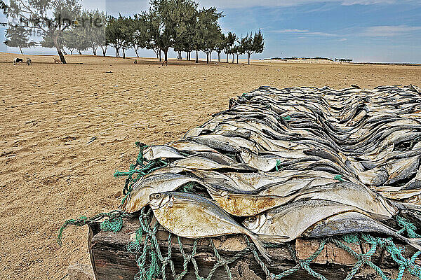 Atlantische Küstenfische (Chloroscombrus chrysurus) sind eine wichtige Nahrungsquelle in Afrika. Weltweit ernähren Fische eine Milliarde Menschen. Auf Gestellen trocknende Fische scheinen im Senega über den Sand zu schwimmen; Senegal