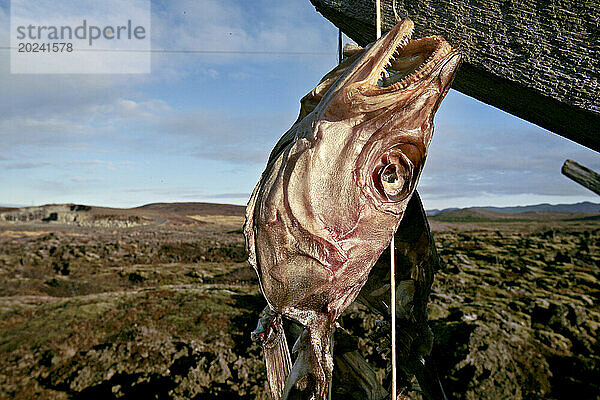 Isländische Fischer nutzen die frische Luft zum Trocknen von Kabeljauköpfen. Sie verwerten Abfälle aus Fischfabriken. Der isländische „Hardfiskur“ oder getrocknete Fisch erfreut sich seit Jahrhunderten bei den Isländern großer Beliebtheit. Wir bieten den Isländern einen gesunden Snack voller Proteine ??und Nährstoffe. Auch die isländischen Fischgründe gehören zweifellos zu den reinsten der Welt; Island