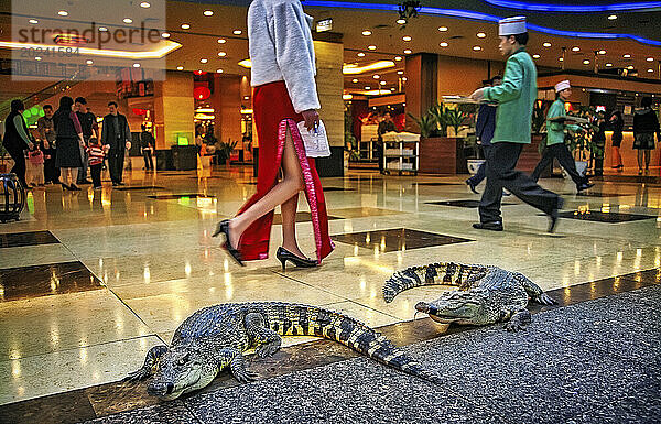 Lebende Krokodile mit zugeklebtem Maul werden von Käufern vor dem Yumin Restaurant in einem Einkaufszentrum in Guangzhou ignoriert. Das riesige Restaurant mit lebenden Rifffischen beschäftigt 400 chinesische Köche  die die Tiere als Mahlzeiten zubereiten  aber die Leute laufen ahnungslos mit ihren Mobiltelefonen vorbei und stolpern über lebende  zischende und manchmal angreifende Krokodile. Das teure  exotische Fleisch – gedünstet  geschmort oder gedünstet – soll Husten heilen und Krebs vorbeugen. „Den Leuten sind die Kosten egal“  sagt Manager Wang Jianfei  „sie kümmern sich nur um die Gesundheit.“; Guangzhou  Guangzhou  China