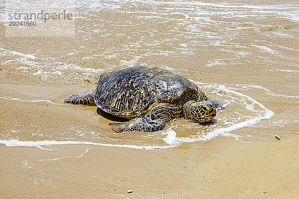 Grüne Meeresschildkröte (Chelonia mydas)  eine vom Aussterben bedrohte Art  zieht aus dem Pazifischen Ozean an einen Strand; Maui  Hawaii  Vereinigte Staaten von Amerika