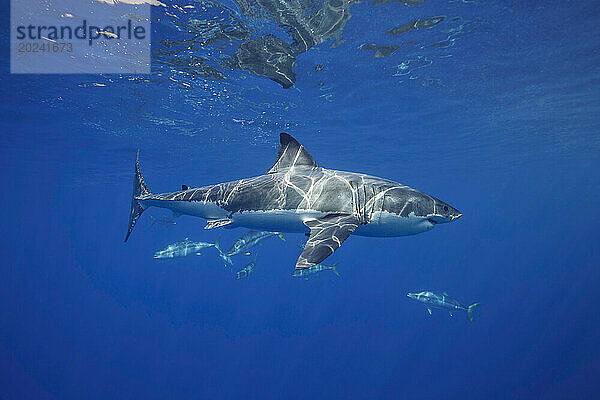 Dieser Weiße Hai (Carcharodon carcharias) wurde vor der Insel Guadalupe fotografiert. Der Kalifornische Gelbschwanzmakrele (Seriola lalandi dorsalis)  auch Gelbschwanzmakrele oder Großer Bernsteinmakrele genannt  ist hinter und unter dem Hai zu sehen; Insel Guadalupe  Mexiko