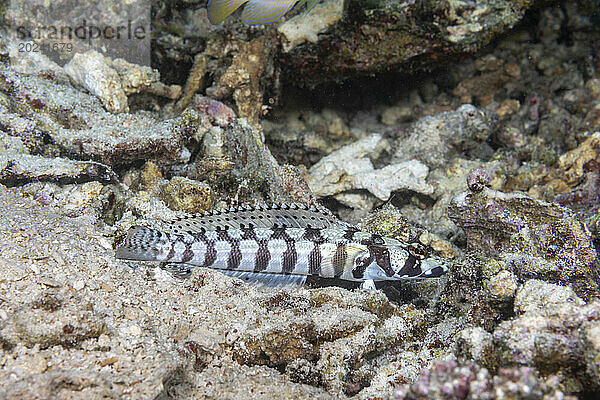 Der Netzsandbarsch (Parapercis tetracantha) ist auch als Schwarzband-Seebarsch bekannt; Philippinen