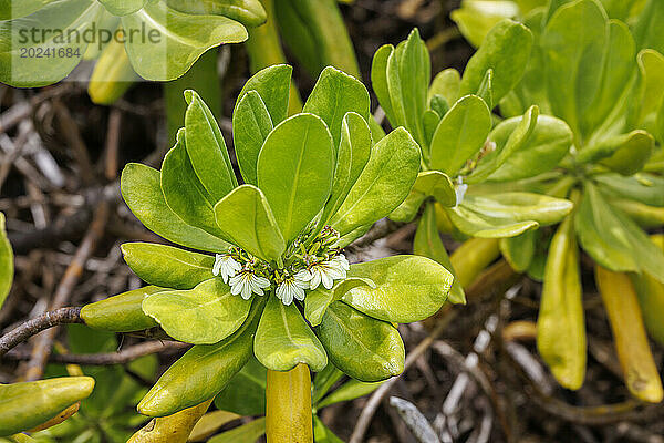 Naupaka kahakai (Scaevola sericea) ist auf Hawaii beheimatet und gehört zur Familie der Goodeniaceae  die in Küstengebieten vorkommt. Er ist auch als Strandkohl  Meersalat und Strandnaupaka bekannt. Hawaiianischen Legenden zufolge sind die einseitigen Blumen von Beach Naupaka ein Symbol für Liebende  die auseinandergerissen und nie wieder vereint wurden. Hawaii  Vereinigte Staaten von Amerika