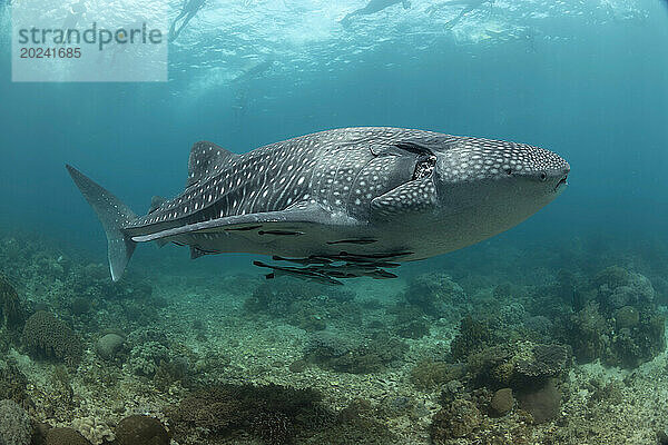 Schnorchler an der Oberfläche folgen einem Walhai (Rhiniodon typus)  der über ein flaches Riffgebiet auf den Philippinen kreuzt. Dies ist die weltweit größte Fischart; Philippinen