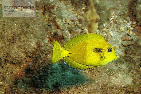 Dieser jugendliche Orangeband-Doktorfisch (Acanthurus olivaceus) steht gerade am Anfang der Verfärbung eines Erwachsenen; Hawaii  Vereinigte Staaten von Amerika