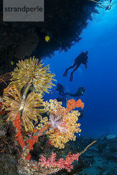 Taucher und ein Korallenkopf mit alcyonischen Weichkorallen und Seelilien; Fidschi