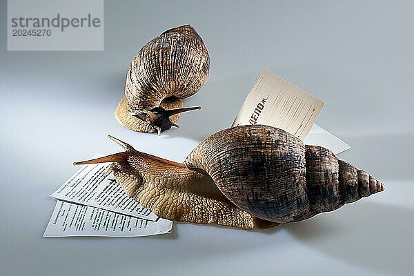 Zwei Weinbergschnecken krabbeln auf Dokumenten im Atelier