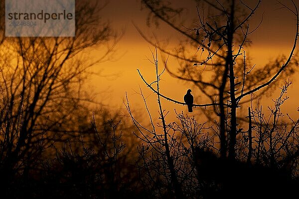 Ringeltaube (Columba palumbus) im Sonnenaufgang  auf dem Zweig eines kahlen Baumes sitzend  nach rechts schauend  Silhouette  Gegenlicht  umgeben von anderen Bäumen und Sträuchern  Ruhrgebiet  Deutschland  Europa