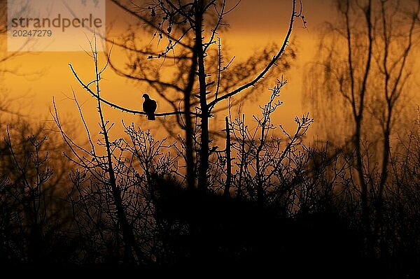 Ringeltaube (Columba palumbus) im Sonnenaufgang  auf dem Zweig eines kahlen Baumes sitzend  nach links schauend  Silhouette  Gegenlicht  umgeben von anderen Bäumen und Sträuchern  Ruhrgebiet  Deutschland  Europa