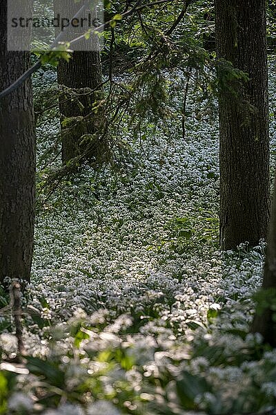 Blühender Bärlauch  Bärlauchblüten (Allium ursinum)  im Wald  Bayern  Deutschland  Europa