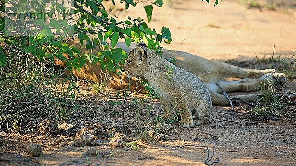 Löwenbaby am Morgen im Motswari Wildreservat in Südafrika