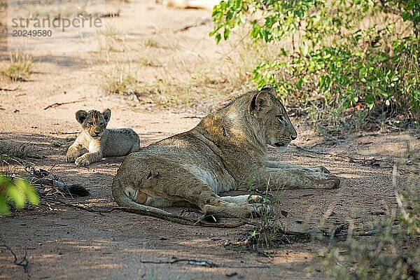 Löwin mit Baby im Motswari game reserve in Südafrika