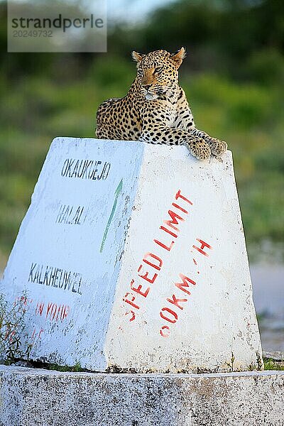 Leopard auf einem Wegweiser im Etosha Nationalpark in Namibia