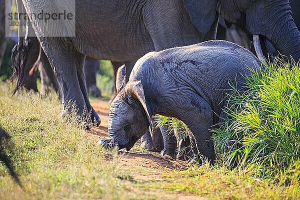 Elefantenbaby im Motswari Game Reserve in Südafrika