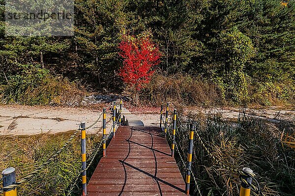 Ein ruhiger Steg führt zu einem leuchtend roten Busch zwischen grünen Kiefern in einer herbstlichen Umgebung in Südkorea