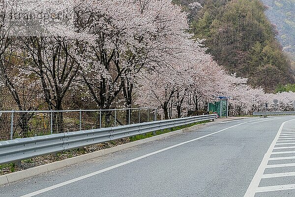 Eine ruhige  von blühenden Kirschblütenbäumen gesäumte Straße an einem bedeckten Tag in Südkorea