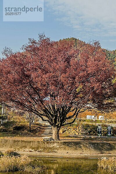 Ein einsamer Baum mit leuchtend roten Herbstblättern  der an einem ruhigen Gewässer unter blauem Himmel steht  in Südkorea