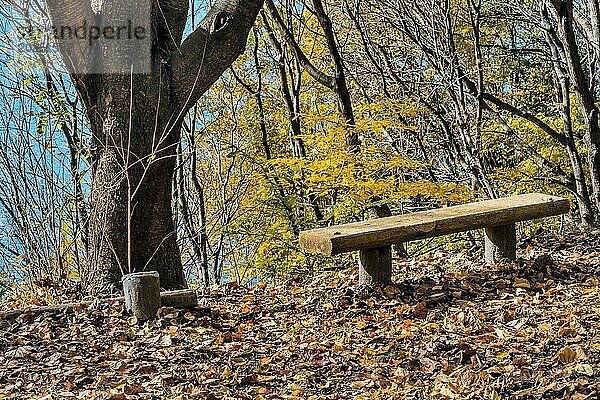 Eine einsame Bank  umgeben von Bäumen und herabgefallenen Blättern  in einer friedlichen Herbstlandschaft in Südkorea