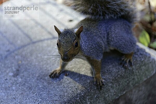 Ein Eichhörnchen schaut neugierig in die Kamera  Nahaufnahme im natürlichen Umfeld  Manhattan  New York City  New York  USA  Nordamerika