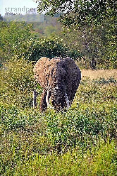 Elefantenbulle im Krüger Nationalpark in Südafrika