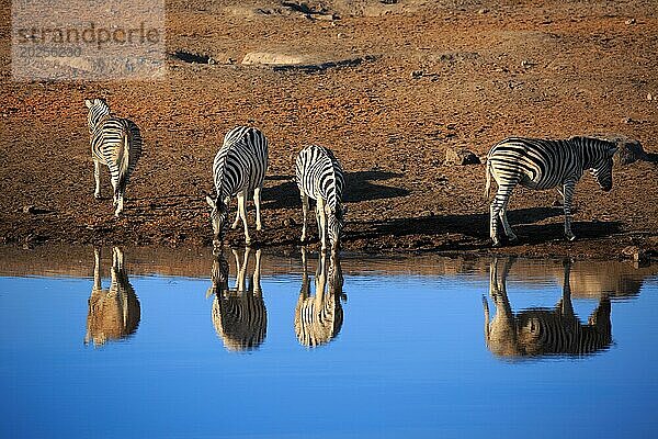 Zebras beim Trinken an einem Wasserloch im Etosha Nationalpark in Namibia