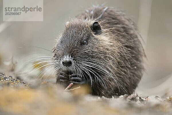 Nutria (Myocastor coypus)  etwas in den Pfoten haltend  fressend  frontal seitlich  Nahaufnahme  Hintergrund hell verschwommen  Vordergrund ebenso  Rombergpark  Dortmund  Ruhrgebiet  Deutschland  Europa