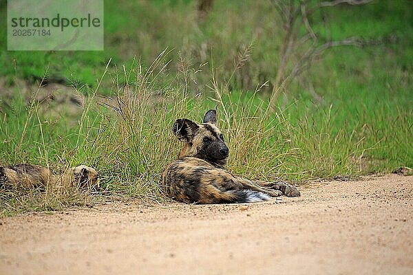 Ein Rudel Hyänenhunde beim ausruhen auf einer Schotterpiste im Krüger National Park in Südafrika