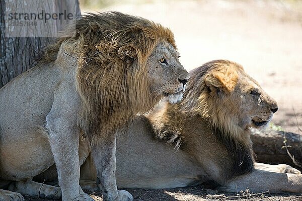 Zwei Löwenmännchen in der Serengeti in Tansania
