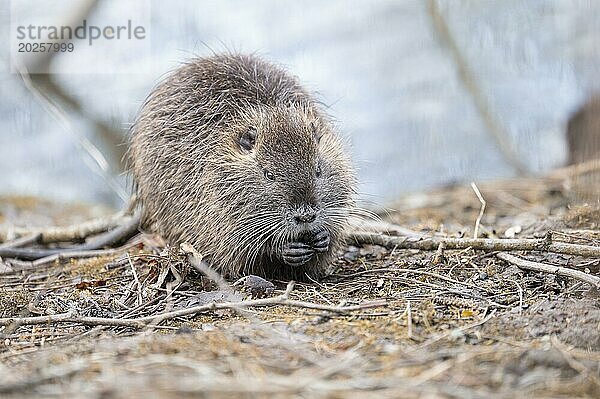 Nutria (Myocastor coypus)  etwas in den Pfoten haltend  fressend  frontal seitlich  umgeben von dünnen und dickeren Ästen und Zweigen  die auf dem Erdboden liegen  Hintergrund hellblau verschwommenes Wasser  Vordergrund ebenso  Rombergpark  Dortmund  Ruhrgebiet  Deutschland  Europa