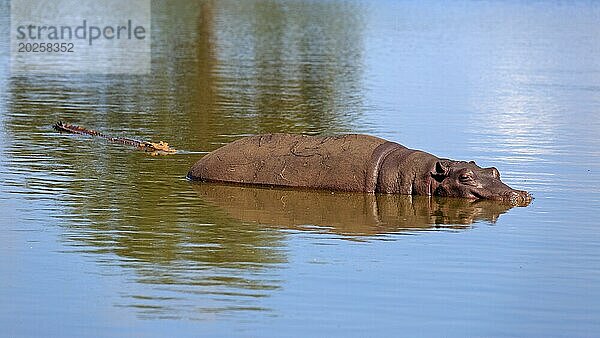Flusspferd und Krokodil in einem Wasserloch im Krüger Nationalpark