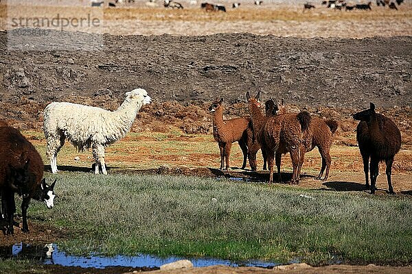 Lama beim Trinken in einer Oase der Atacama Wüste in Chile