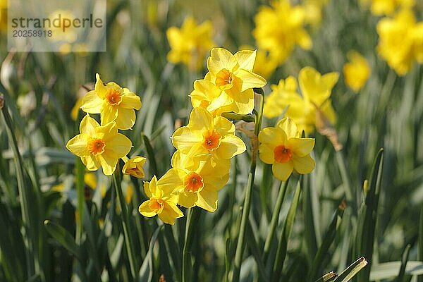 Gelborange Narzissen (Narcissus)  Nordrhein-Westfalen  DeutschlandNordrhein-Westfalen  Deutschland  Europa