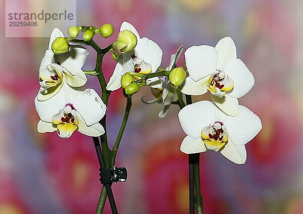 Schmetterlingsorchidee (Phalaenopsis)  Blüten