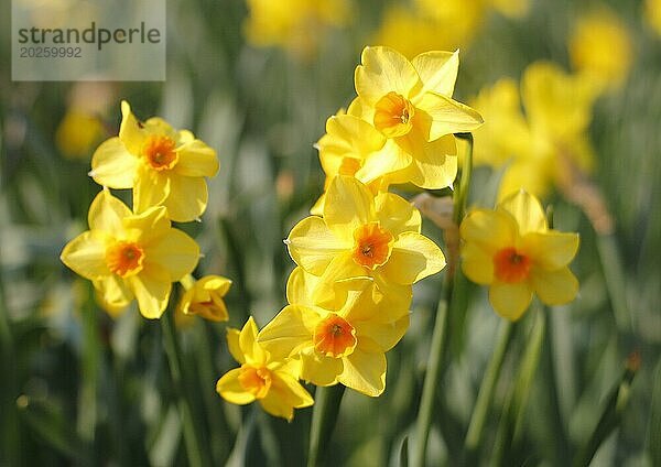 Gelborange Narzissen (Narcissus)  Nordrhein-Westfalen  Deutschland  Europa