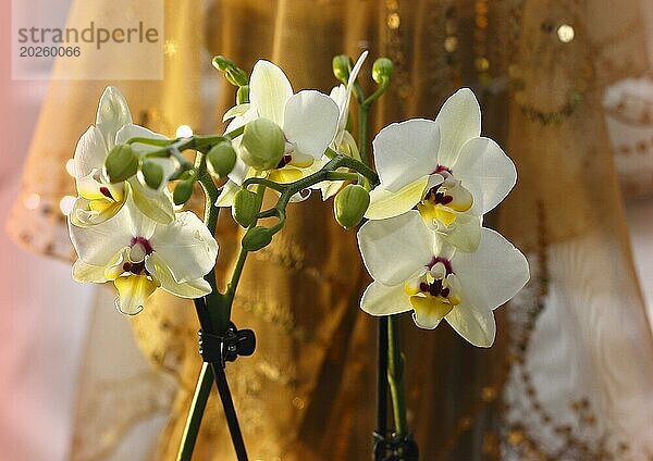 Schmetterlingsorchidee (Phalaenopsis)  Blüten