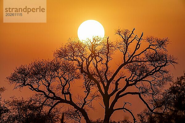 Sonne geht hinter einem Baum unter  Silhouette eines Baumes vor stimmungsvollem Abendrot  Kruger Nationalpark  Südafrika