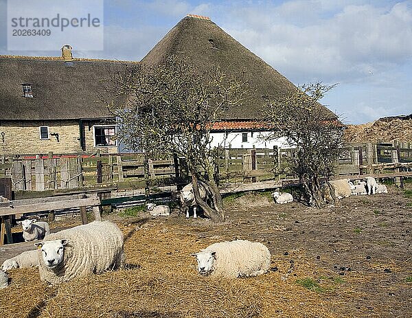 Schafzuchtbetrieb  Texel  Niederlande  Europa