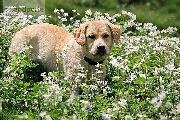 Ein Labrador Welpe in einem Feld mit weißen Blumen  das eine heitere Frühlingsszene darstellt  Amazing Dogs in the Nature