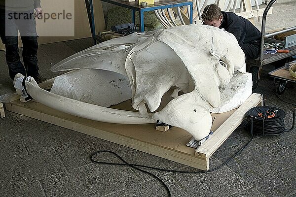 Geschickter Handwerker beim Bau eines Walskeletts  Ecomare  Texel  Niederlande  Europa