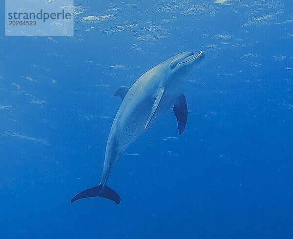 Delfin  Großer Tümmler  Tauchplatz Shaab El Erg Dolphin House  Rotes Meer  Ägypten  Afrika
