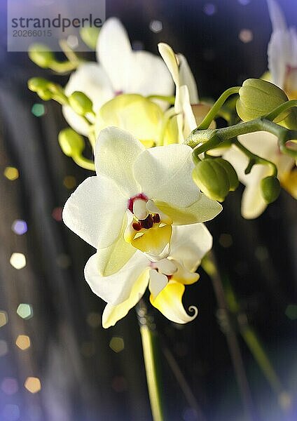 Schmetterlingsorchidee (Phalaenopsis)  Blüten