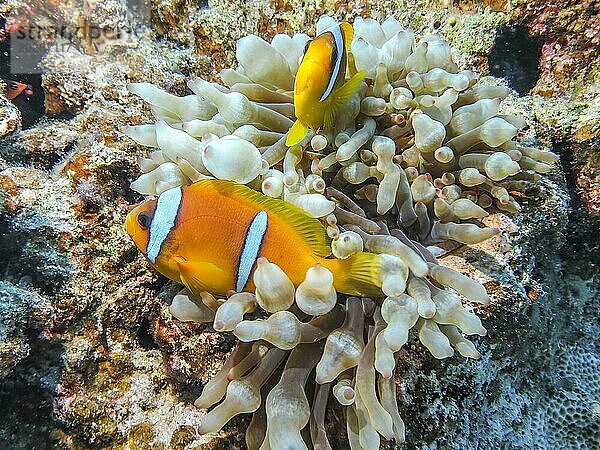 Blasenanemone (Entacmaea quadricolor)  Rotmeer-Anemonenfisch (Amphiprion bicinctus)  Tauchplatz Siyul Kebir Reef  Rotes Meer  Ägypten  Afrika