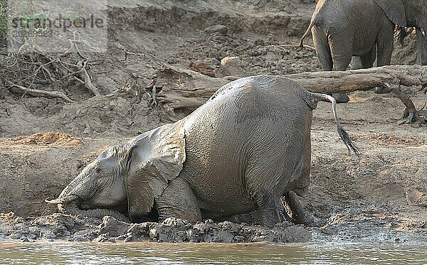Sambia: Elefanten schmieren sich zum Schutz Schlamm auf die Haut am unteren Zambesi Fluss